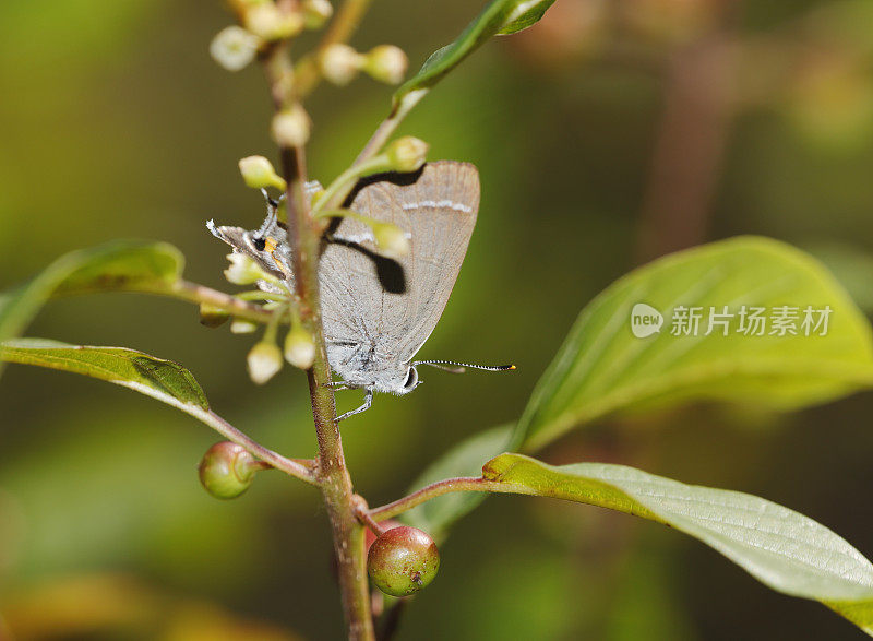 紫斑蝶(Neozephyrus quercus)